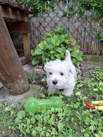 West Highland White Terrier