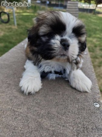 Eladó shih-tzu fiú kutya