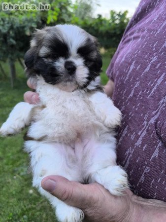 Eladó shih-tzu fiú kutya