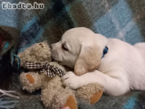 Törzskönyves Labrador kölykök