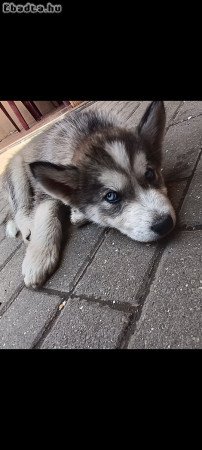 Husky kölyök kutyák