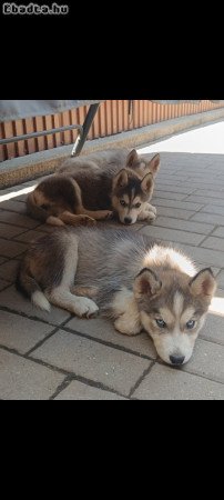 Husky kölyök kutyák