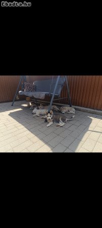 Husky kölyök kutyák