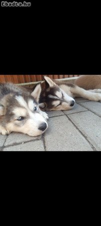 Husky kölyök kutyák