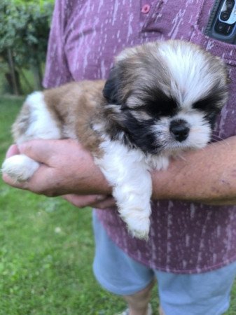 Shih-tzu