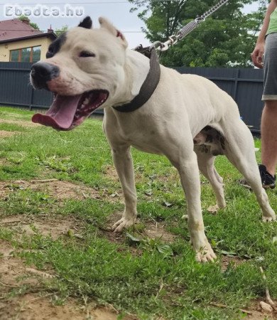 American Pit Bull terrier kan fedez