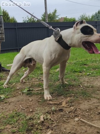 American Pit Bull terrier kan fedez