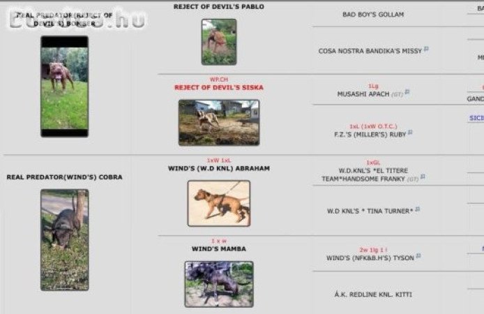 American Pit Bull terrier kan fedez