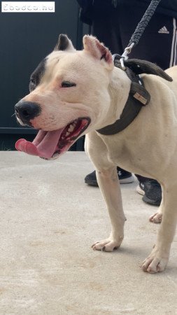 American Pit Bull terrier kan fedez