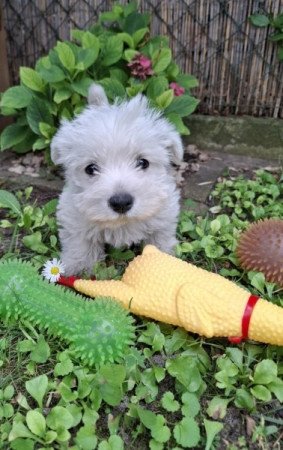 West Highland White Terrier