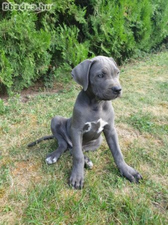 11 hetes cane corso kiskutyák eladók