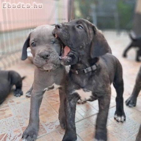 11 hetes cane corso kiskutyák eladók
