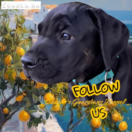 11 hetes cane corso kiskutyák eladók