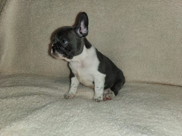 Francia bulldog