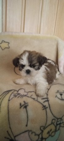 Shih-tzu