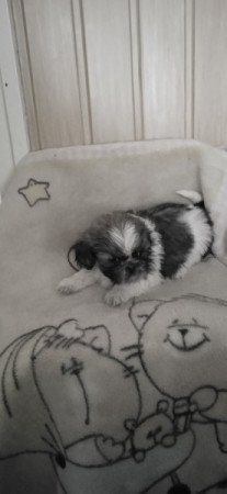 Shih-tzu