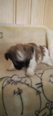 Shih-tzu