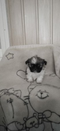 Shih-tzu