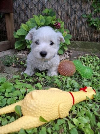 West Highland White Terrier