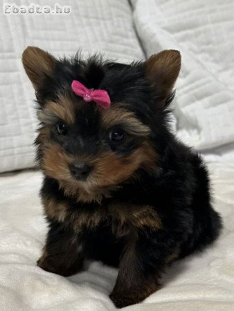 Yorkshire terrier kölykök