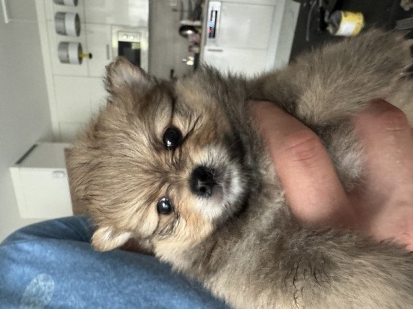 Pomerániai törpespicc