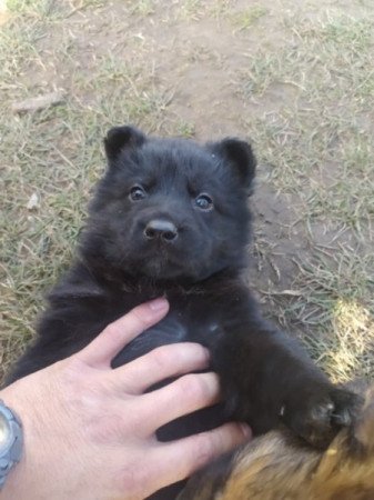 Németjuhász kiskutya