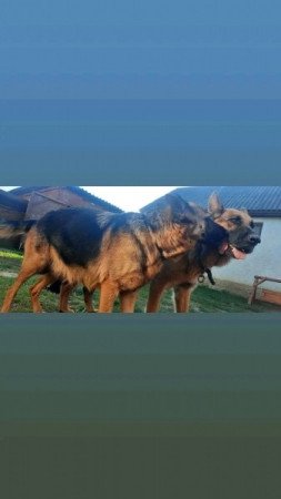 Németjuhász kiskutya