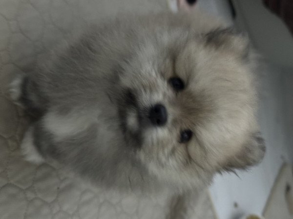 Pomerániai törpespicc