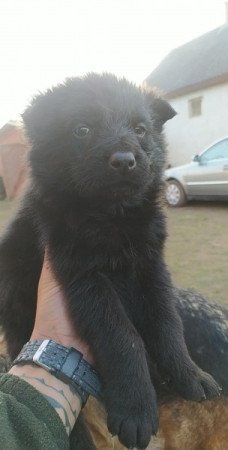 Németjuhász kiskutya