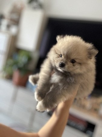 Pomerániai törpespicc