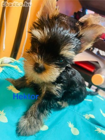 Yorkshire terrier kis kutyák