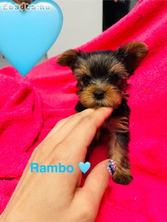 Yorkshire terrier kis kutyák