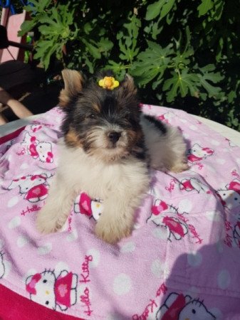 Yorkshire terrier biewer