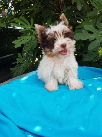 Yorkshire terrier biewer MINI