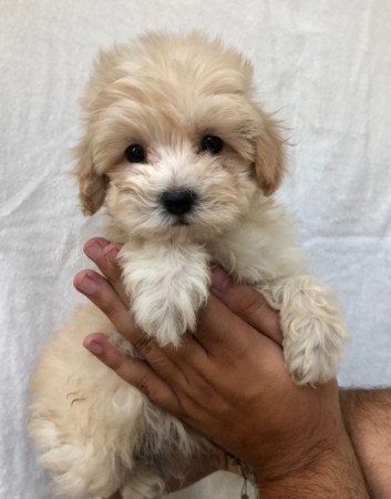 Máltai+uszkár maltipoo maltese+pudel