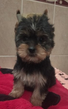 Yorkshire terrier