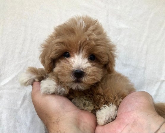 Máltai+uszkár maltipoo maltese+pudel