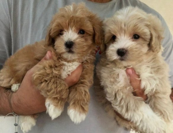 Máltai+uszkár maltipoo maltese+pudel