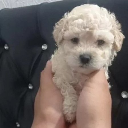 Maltipoo