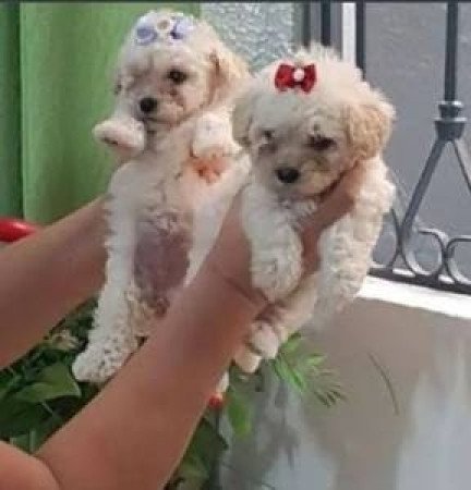 Maltipoo