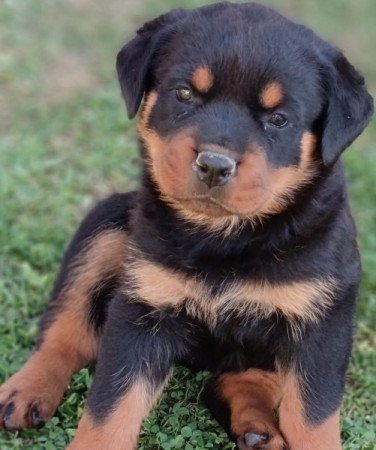 Rottweiler