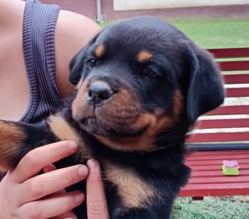 Rottweiler