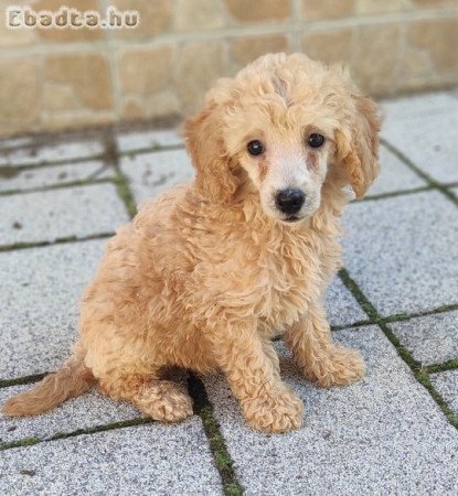 Törpe uszkár kiskutya gazdit keres