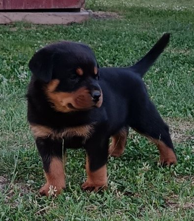 Rottweiler