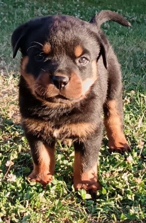 Rottweiler