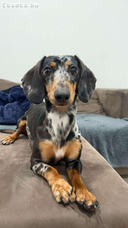 Eladó harlekin törpe tacskó