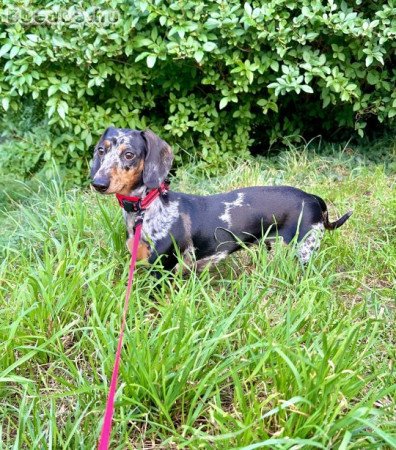 Eladó harlekin törpe tacskó