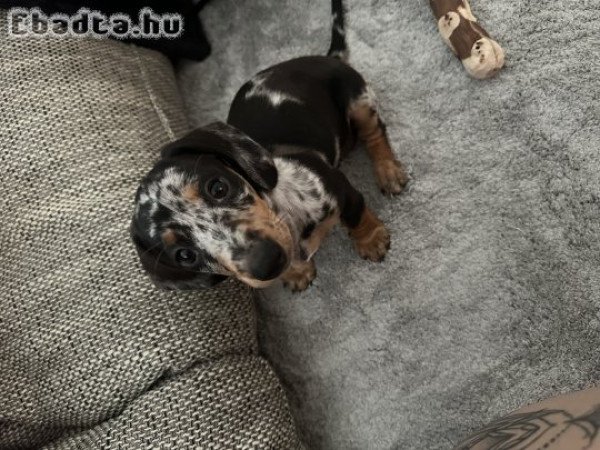 Eladó harlekin törpe tacskó