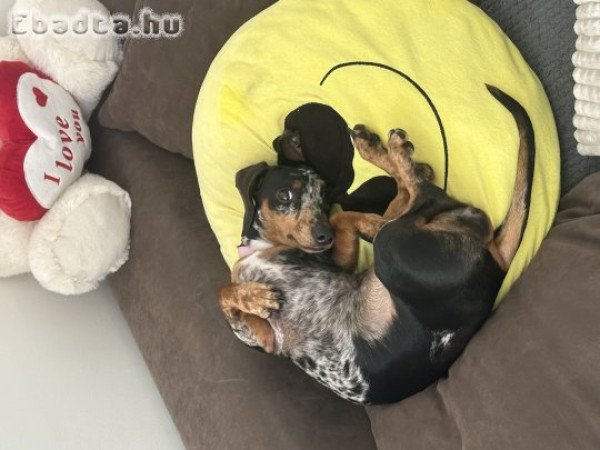 Eladó harlekin törpe tacskó