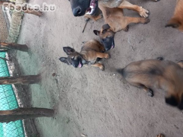 Belga juhasz  9 hetesek